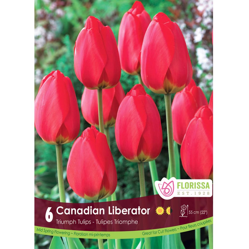 Tulip 'Canadian Liberator' Triumph 6/Pkg.