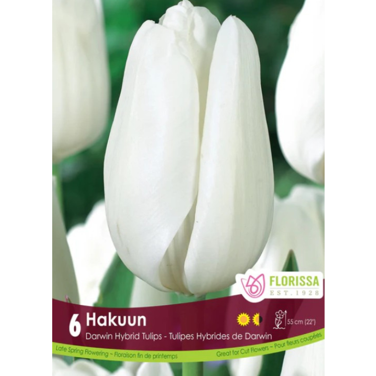 Tulip 'Hakuun' Darwin Hybrid 6/Pkg.
