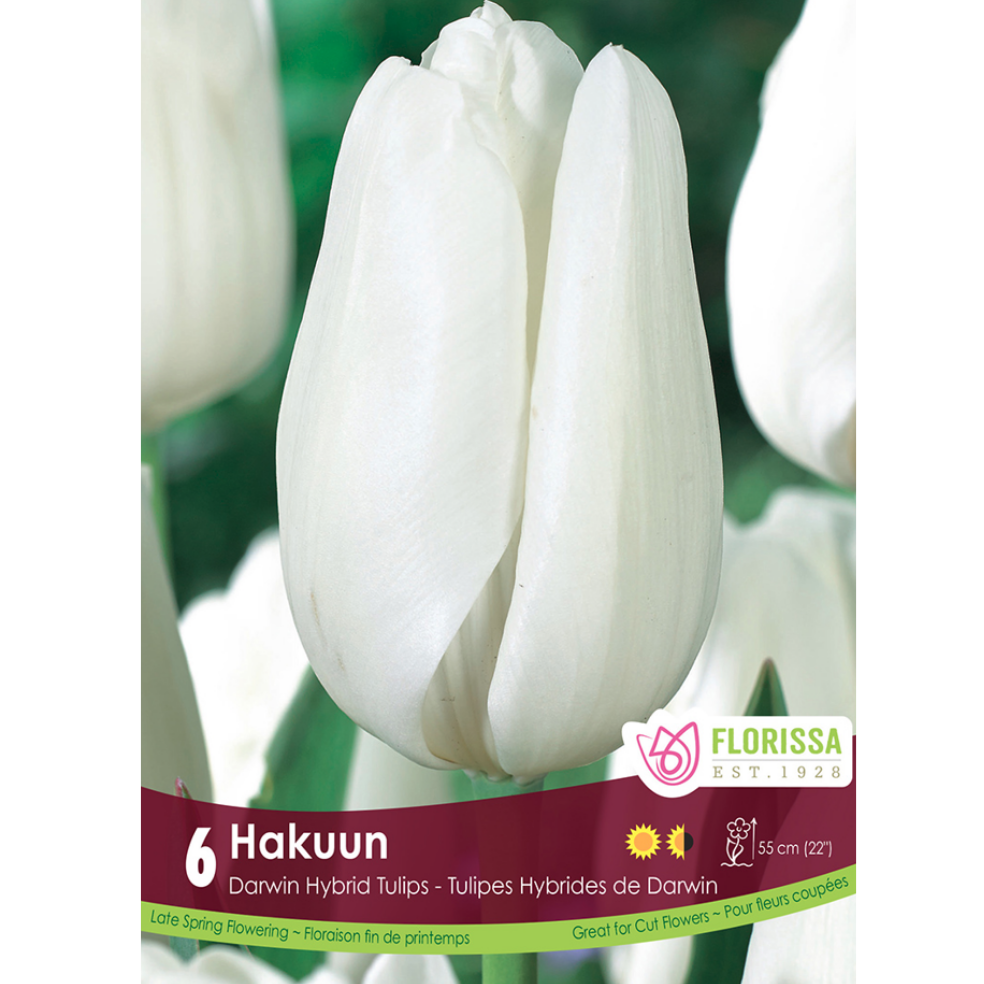 Tulip 'Hakuun' 6/Pkg.