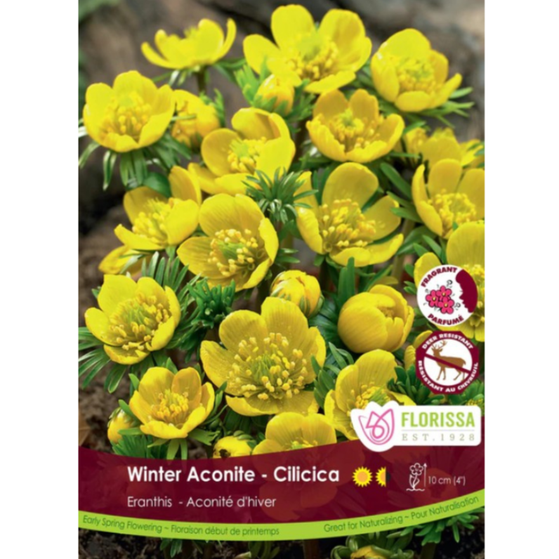 Eranthis 'Winter Aconite' Cilicica 10/Pkg.