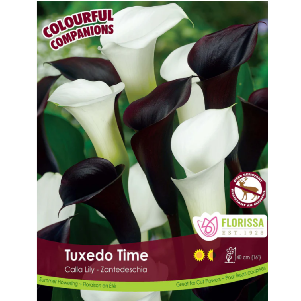 Bulbs Colourful Companions Calla Lily Tuxedo Time 3/Pkg.