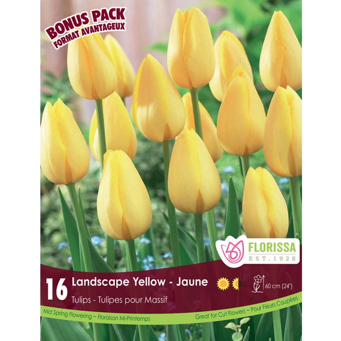 Tulip 'Landscape Yellow' 16/Pkg.
