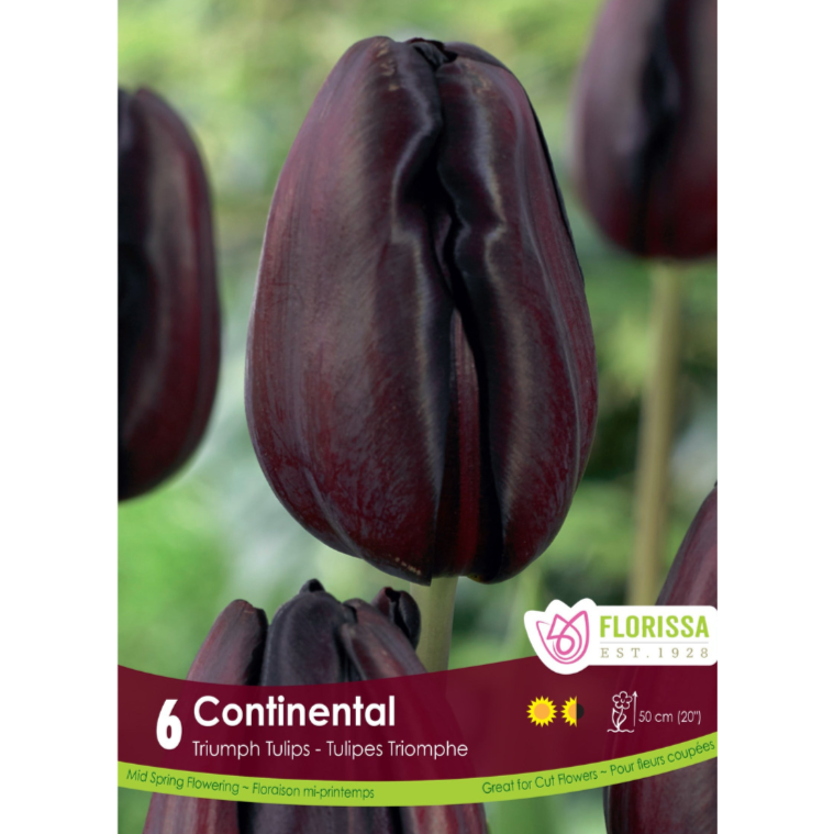Tulip 'Continental' Triumph 6/Pkg.