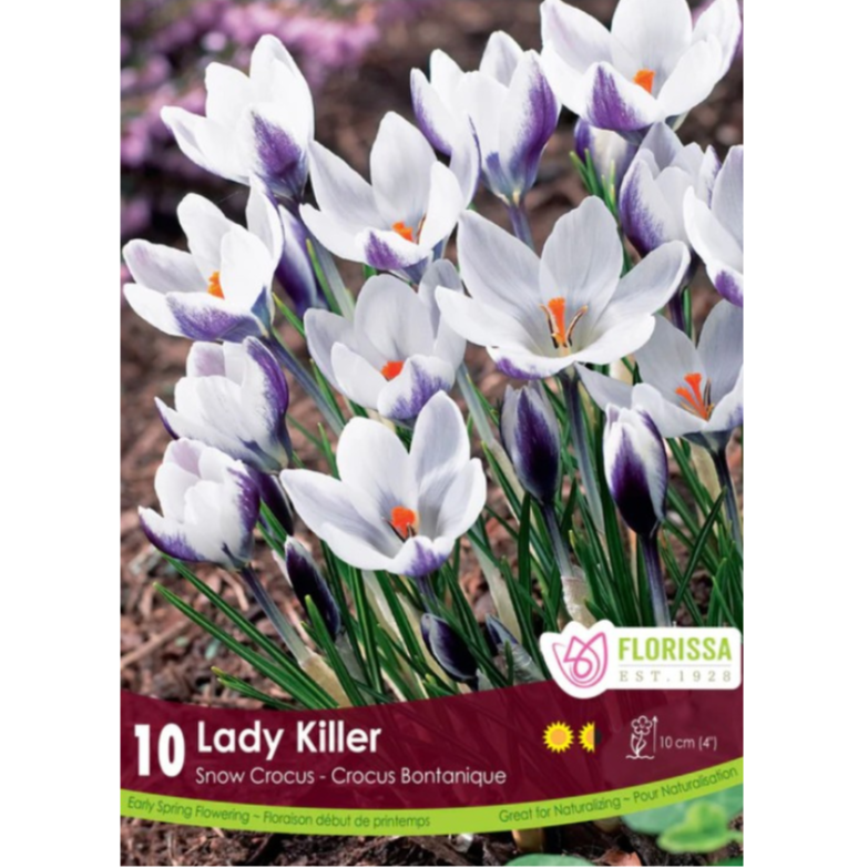 Crocus 'Lady Killer' 10/Pkg.