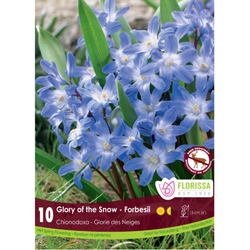 Chionodoxa 'Glory of the Snow' Forbesii 10/Pkg.