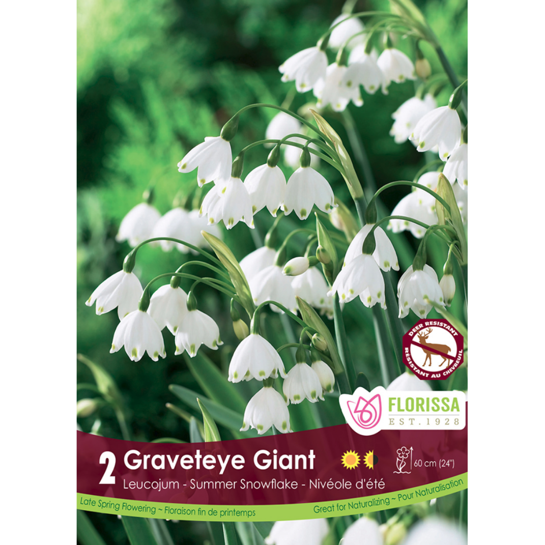Leucojum 'Graveteye Giant' Summer Snowflake 2/Pkg.