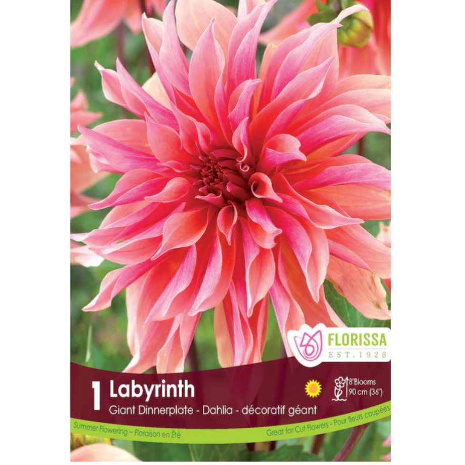 Bulbs Dahlia Dinnerplate Labyrinth 1/Pkg.