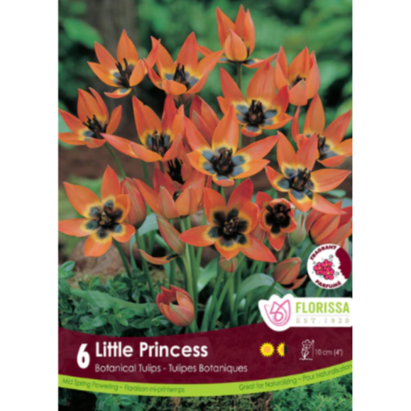 Tulip 'Little Princess' 6/Pkg.