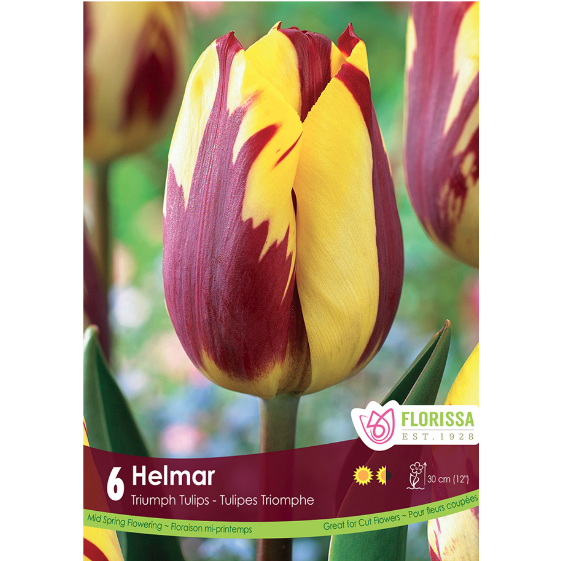 Tulip 'Helmar' Triumph 6/Pkg.
