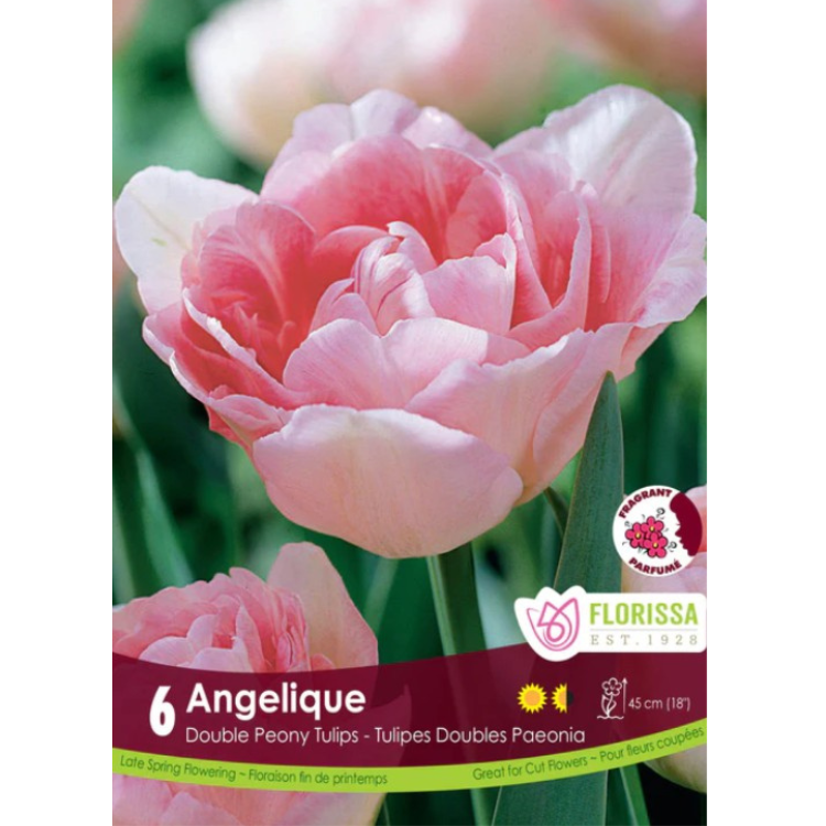 Tulip 'Angelique' Double Peony 6/Pkg.