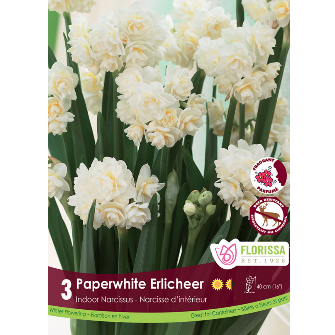 Narcissus 'Paperwhite Erlicheer' 3/Pkg.