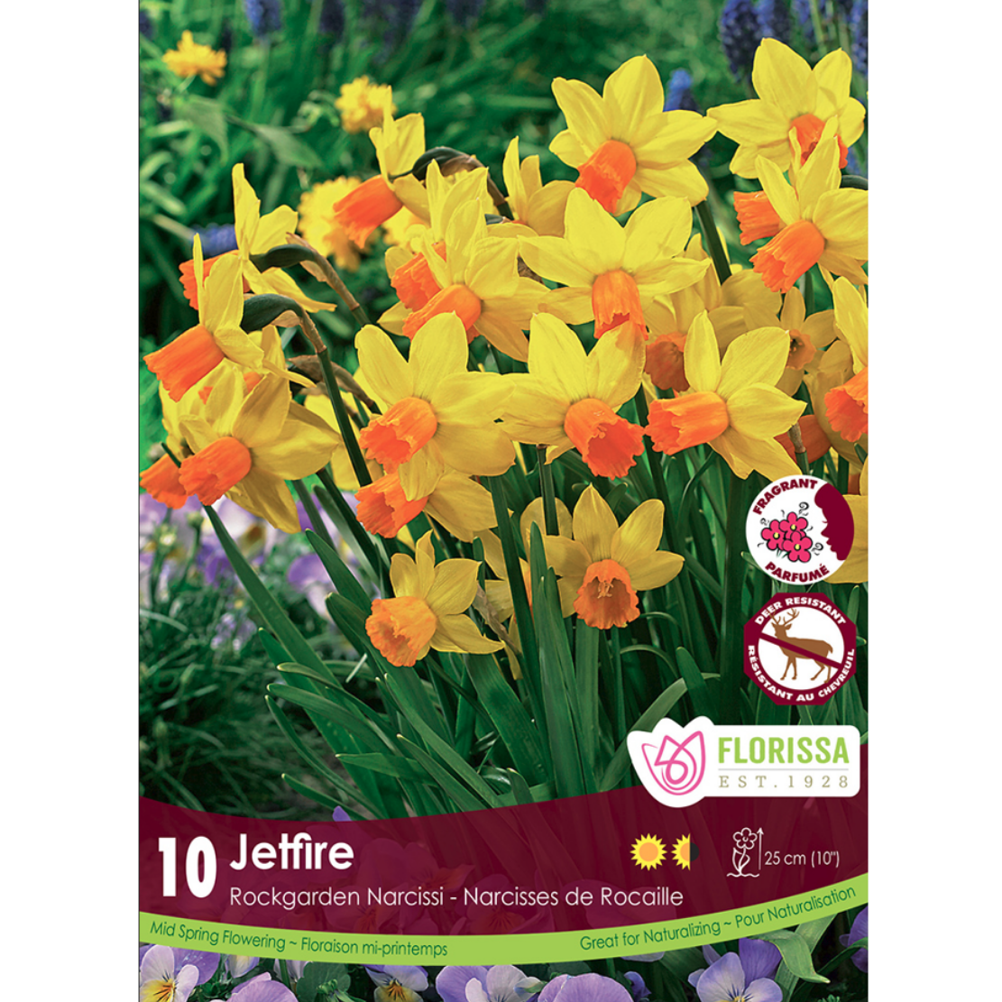 Narcissus 'Jetfire' 10/Pkg.
