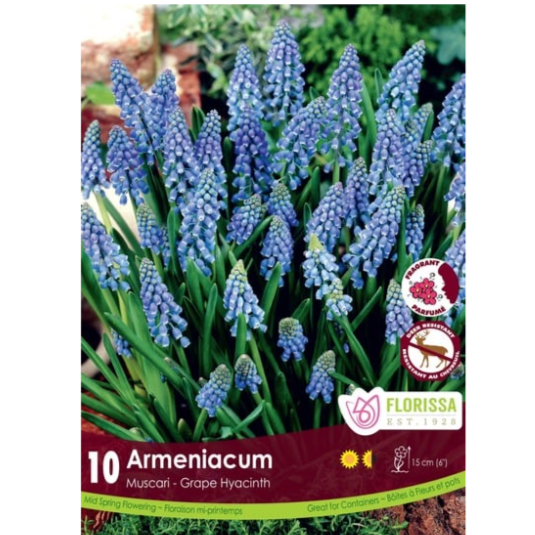 Muscari 'Armeniacum' 10/Pkg.