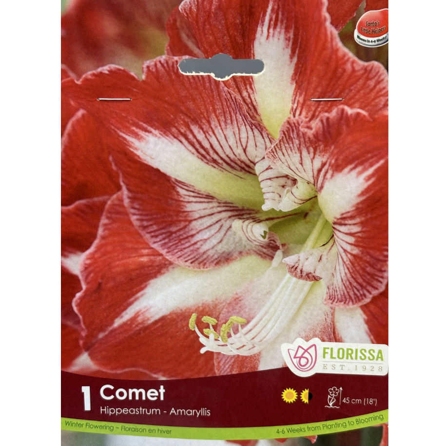 Amaryllis 'Comet' Xmas Bloom 1/Pkg.