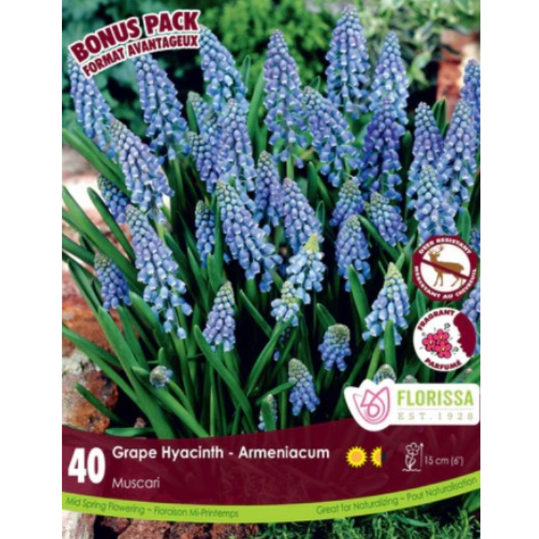 Muscari 'Armeniacum' Grape Hyacinth Bonus' 40/Pkg.