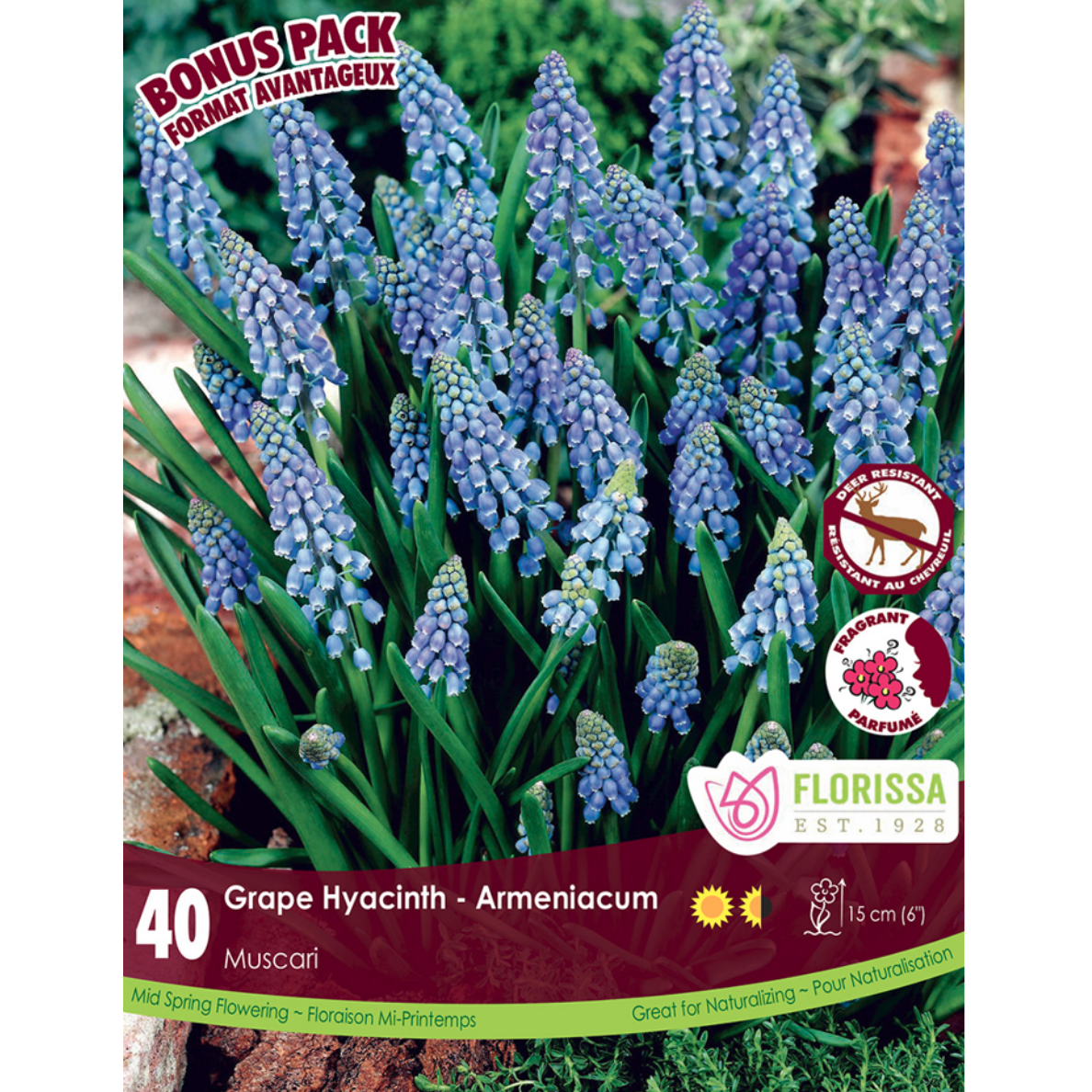 Muscari 'Grape Hyacinth' Armeniacum 40/Pkg.