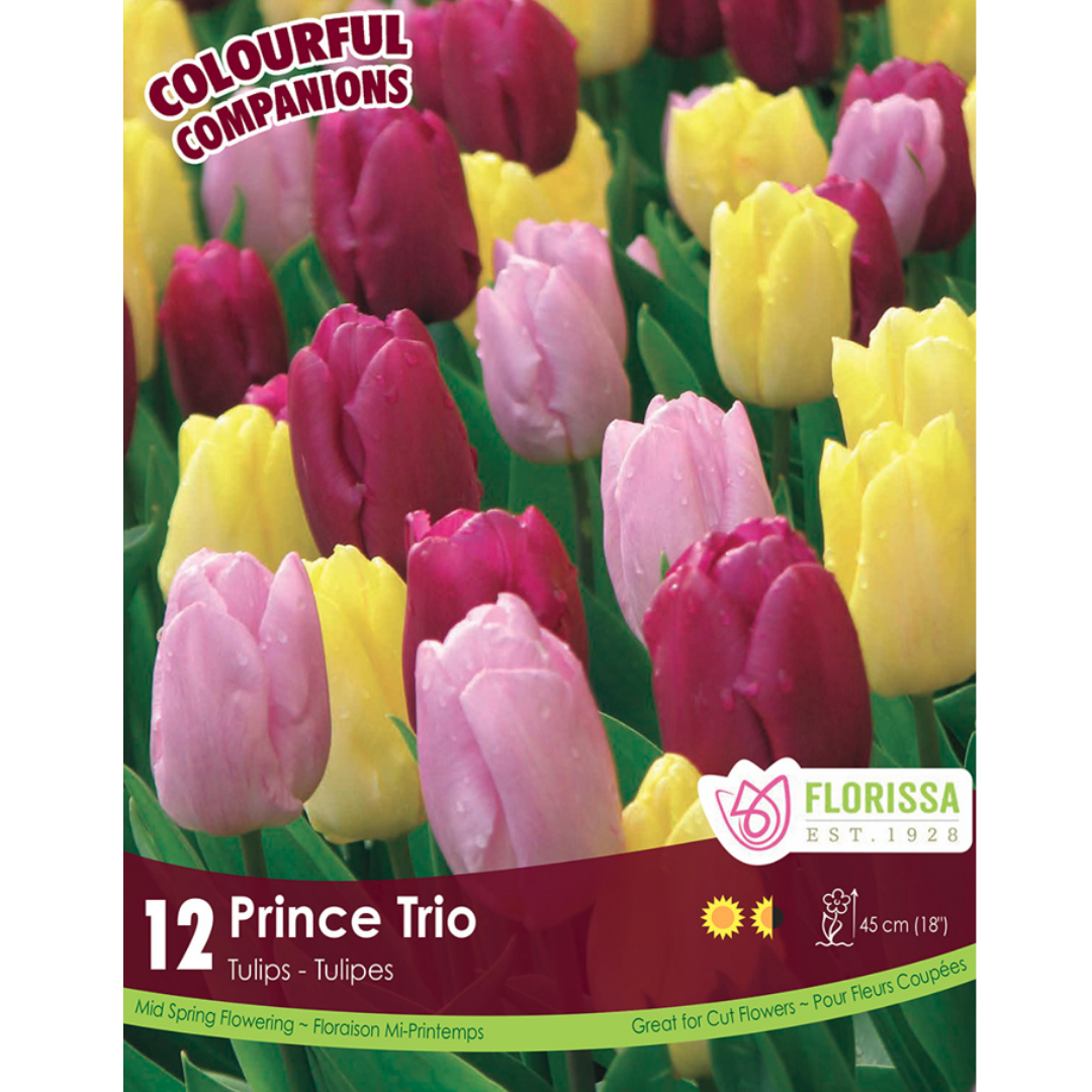Colourful Companions Tulip 'Prince Trio' 16/Pkg.