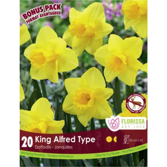 Narcissus 'King Alfred Type' 20/Pkg.