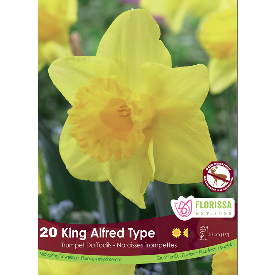 Narcissus 'King Alfred Type' 20/Pkg.