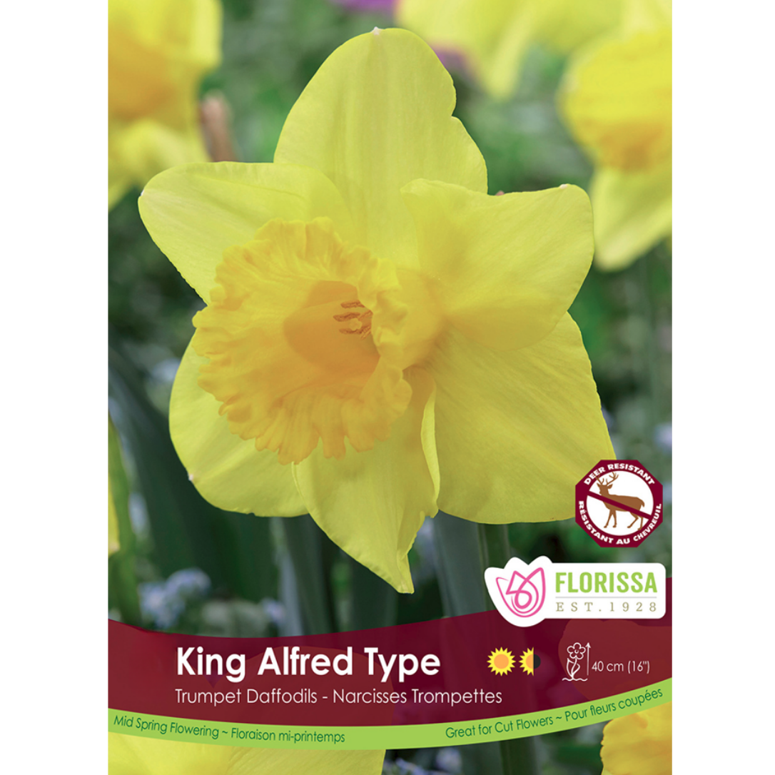 Narcissus Bulk 'King Alfred Type' 12+ (Price per bulb)