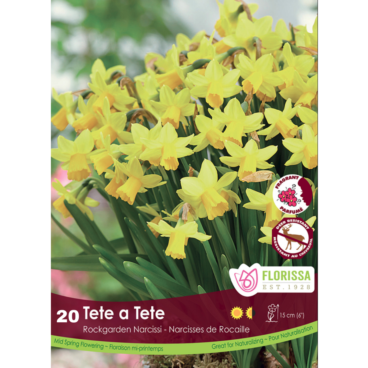Narcissus 'Tete-a-Tete' 20/Bag