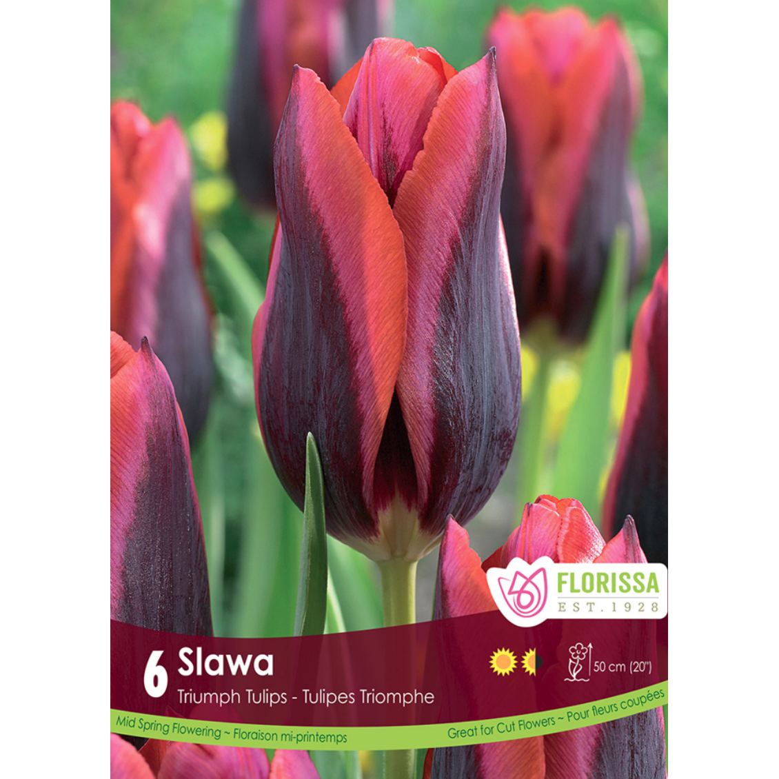 Tulip 'Slawa' Triumph 6/Pkg.