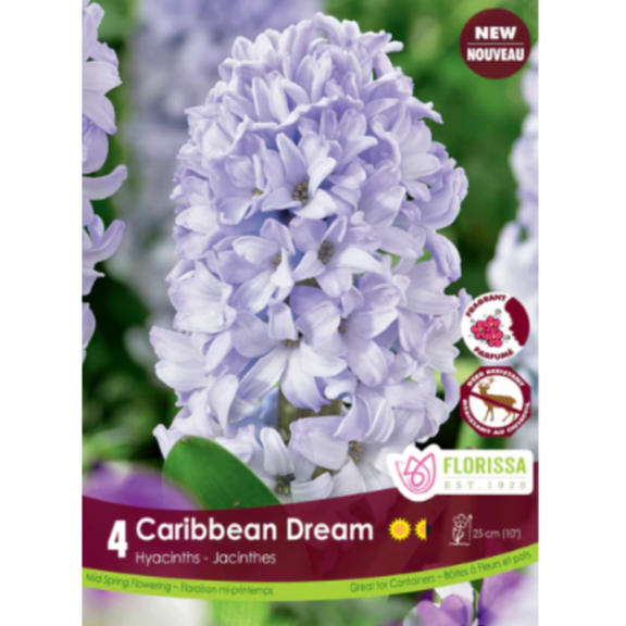 Hyacinth 'Caribbean Dream' 4/Pkg.