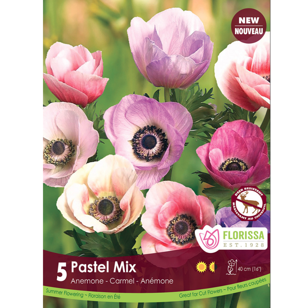Anemone 'Pastel Mix' Carmel 5/Pkg.