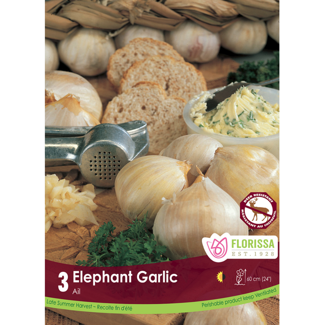 Garlic 'Elephant' 3/pkg