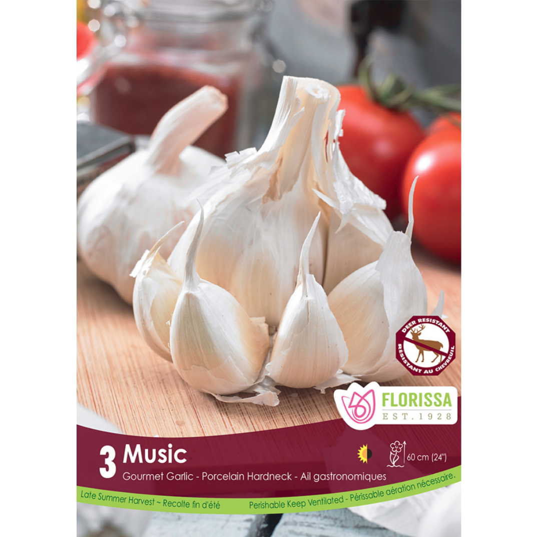 Garlic 'Music' Porcelain Hardneck 3/Pkg.