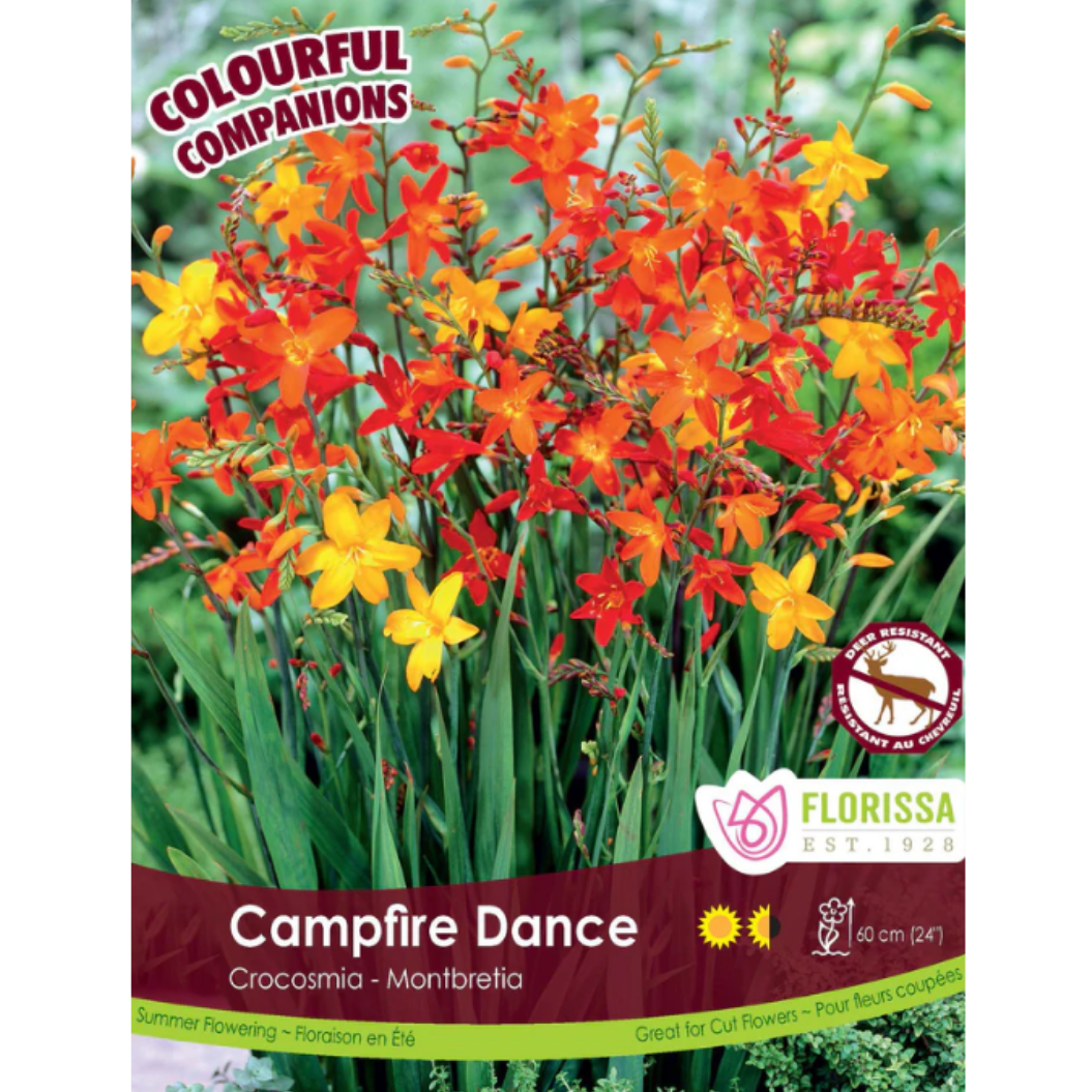 Bulbs Colourful Companions Crocosmia Campfire Dance 20/Pkg.