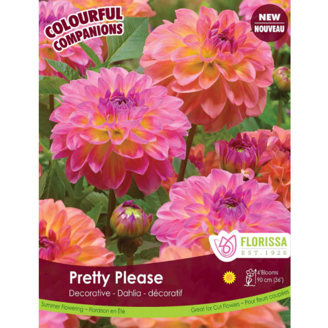 Bulbs Colourful Companions Dahlia Pretty Please 3/Pkg.