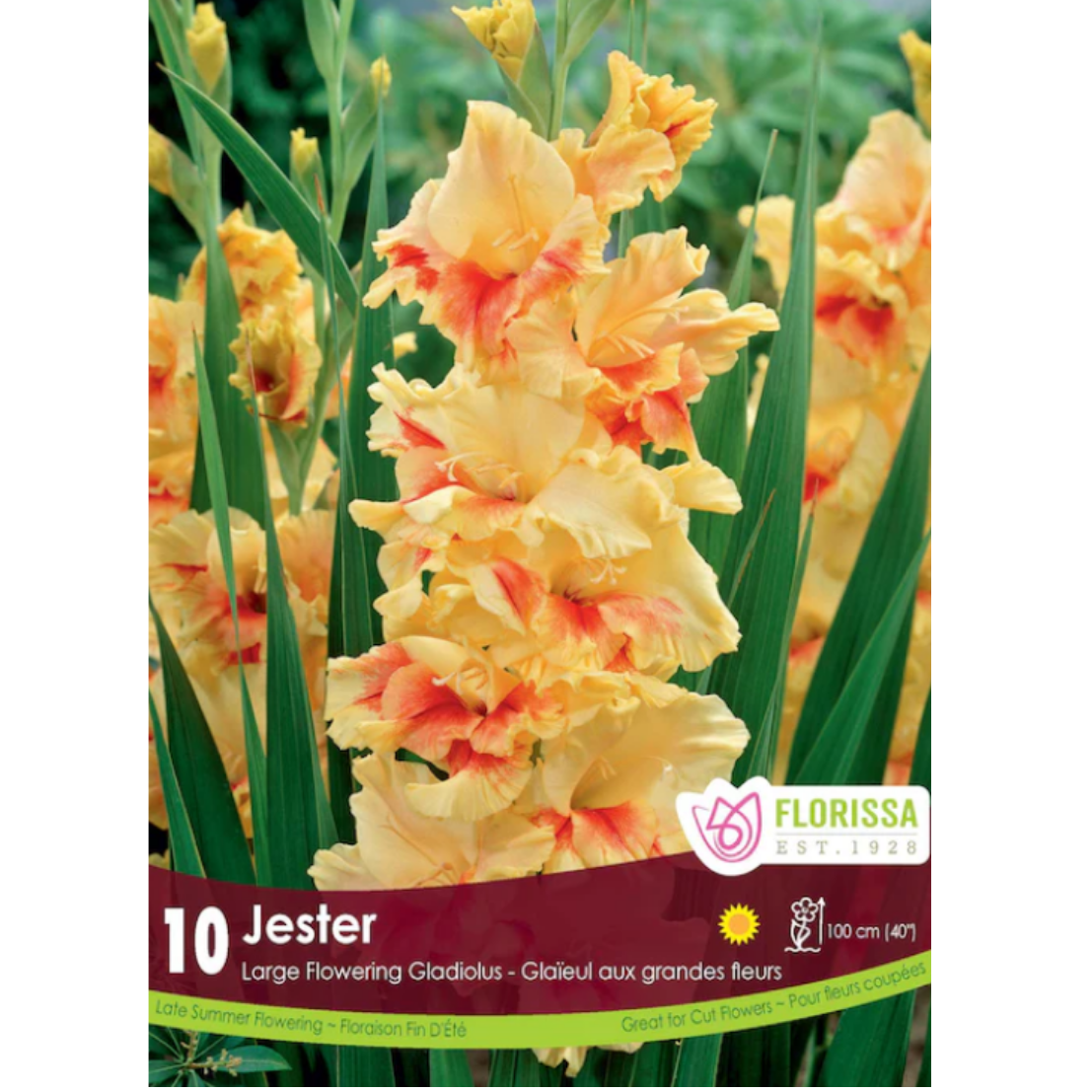 Bulbs Gladiolus Jester 8/Pkg.