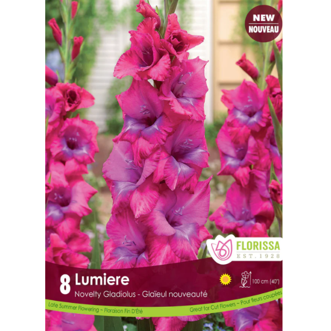 Bulbs Gladiolus Novelty Lumiere 8/Pkg.