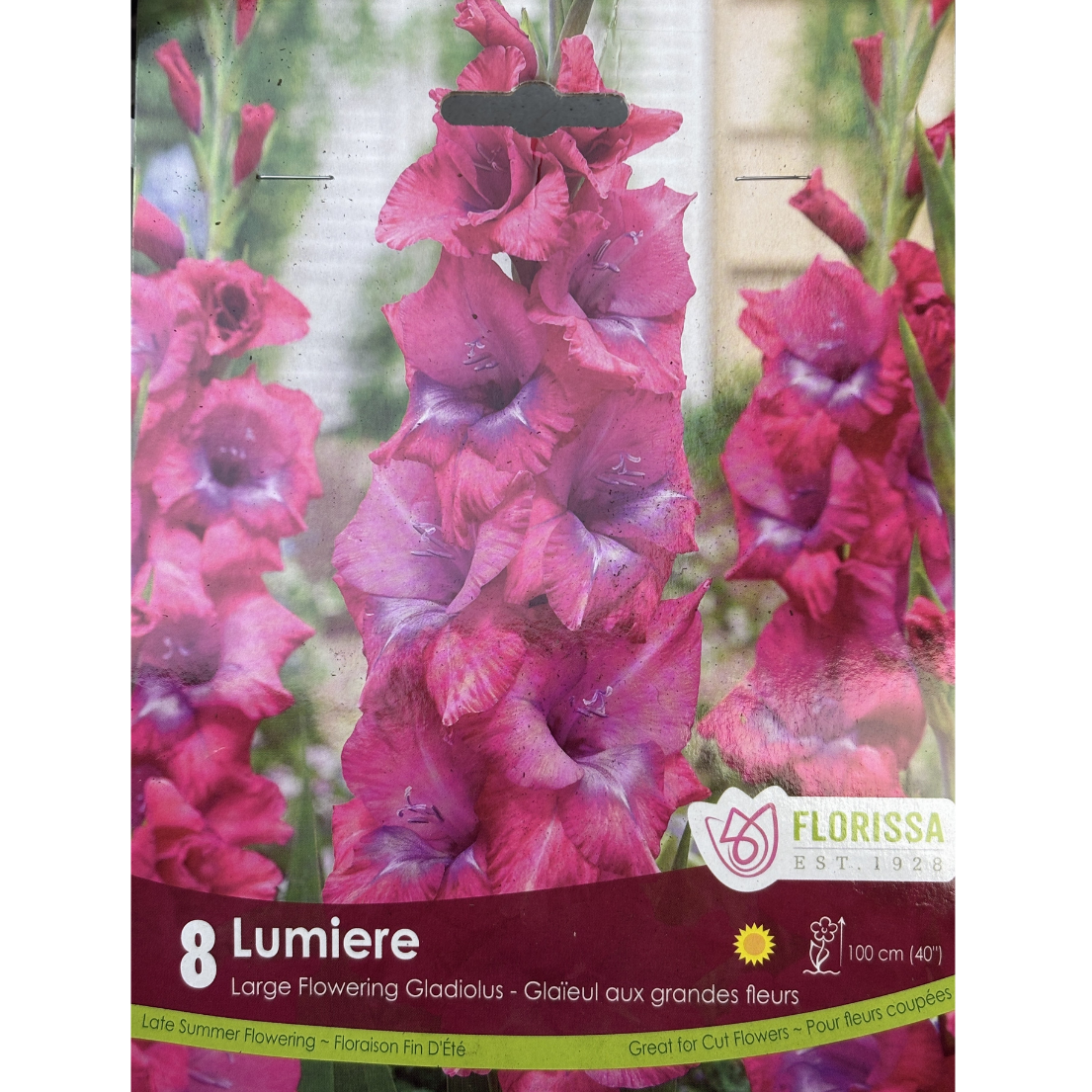 Bulbs Gladiolus Novelty Lumiere 8/Pkg.