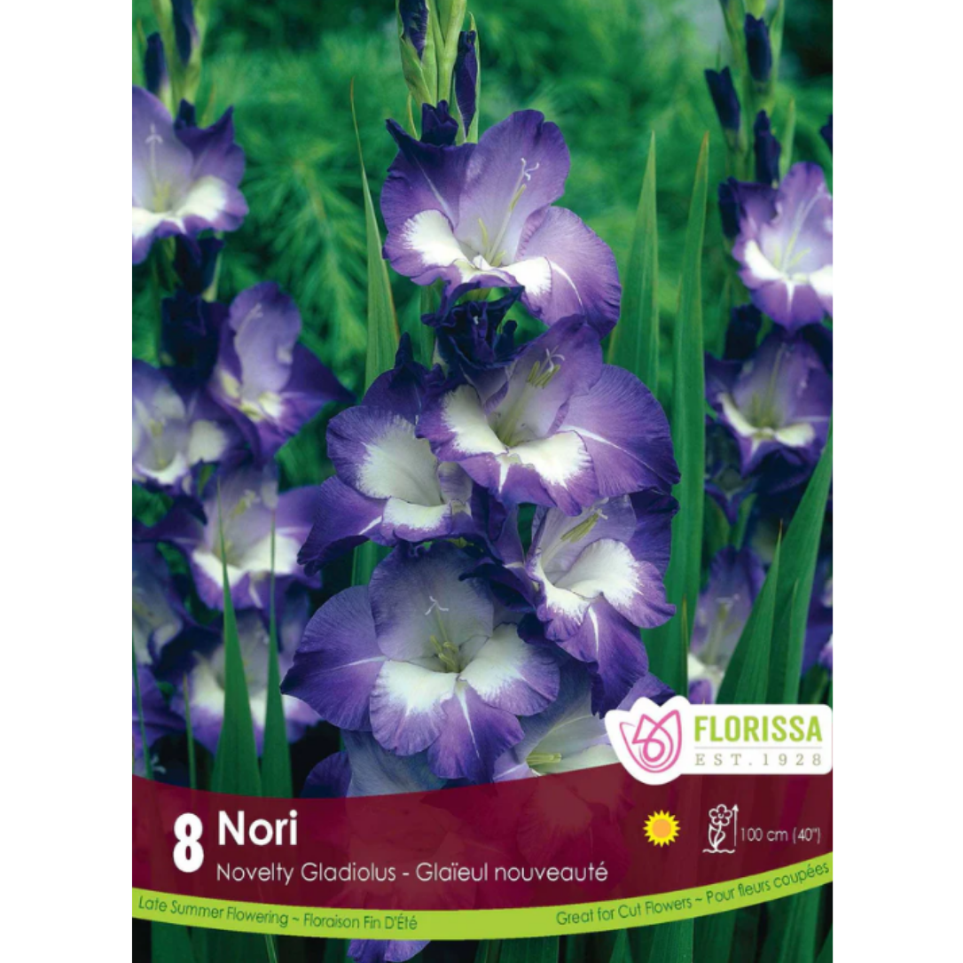 Bulbs Gladiolus Nori 8/Pkg.