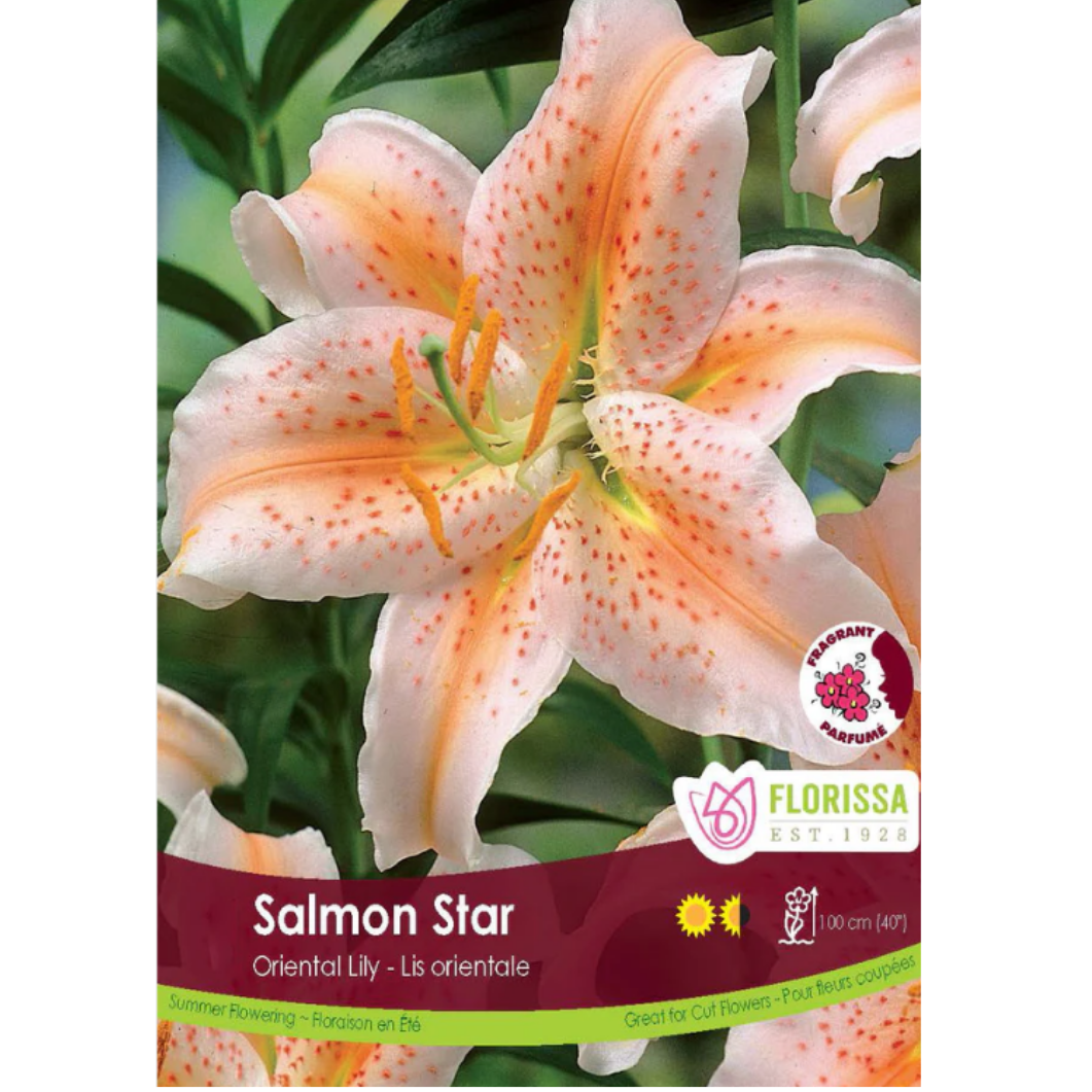 Bulbs Lily Oriental Salmon Star 1/Pkg.