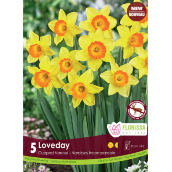 Narcissus 'Loveday' Cupped Narcissi 5/Pkg.