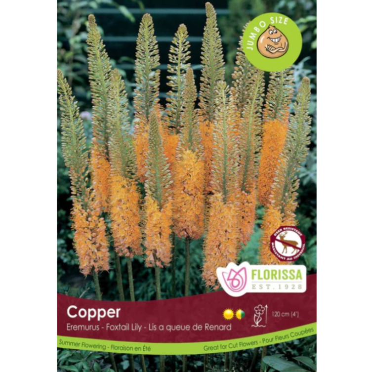 Eremurus 'Copper' Foxtail Lily 1/Pkg.