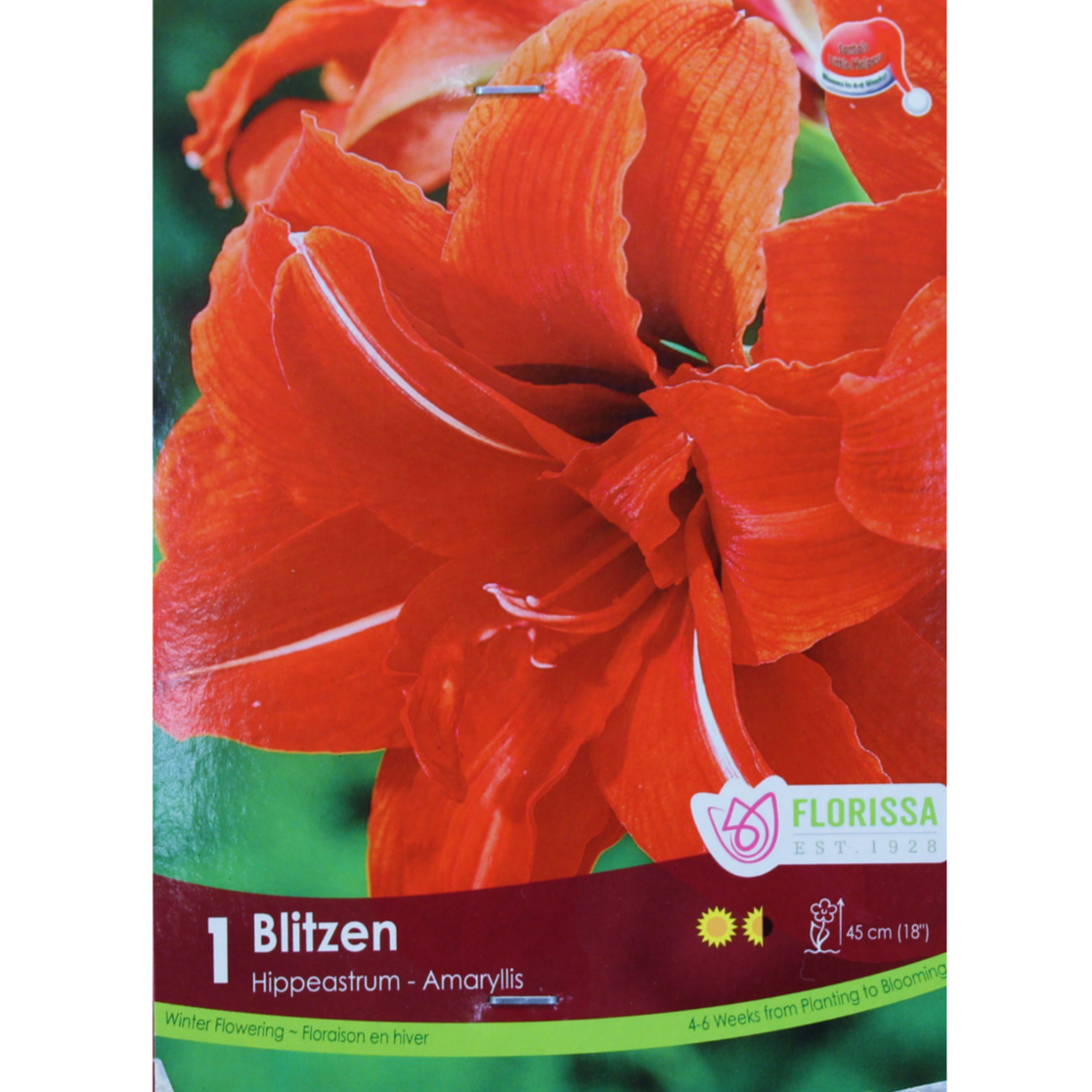 Amaryllis 'Blitzen' Xmas Bloom 1/Pkg.