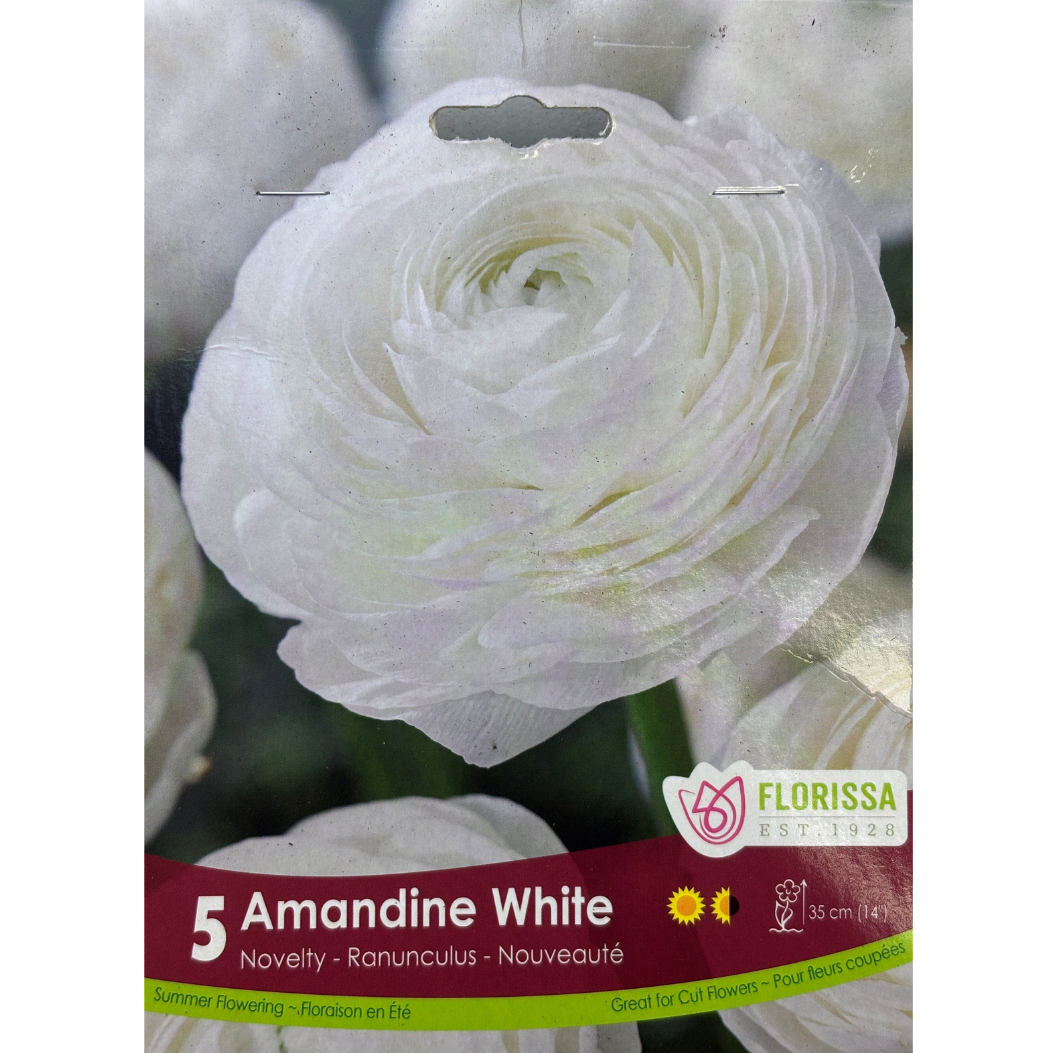 Bulbs Ranunculus Amandine White 5/Pkg.