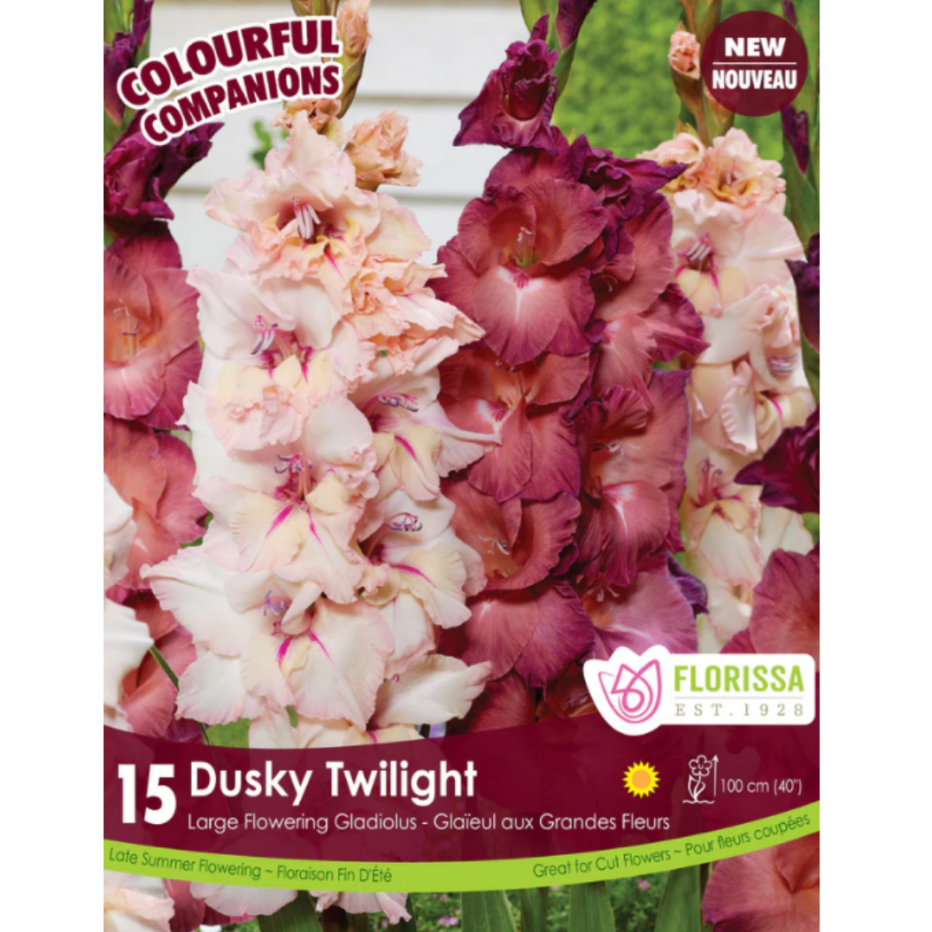 Bulbs Colourful Companions Gladiolus Dusky Twilight 15/Pkg.