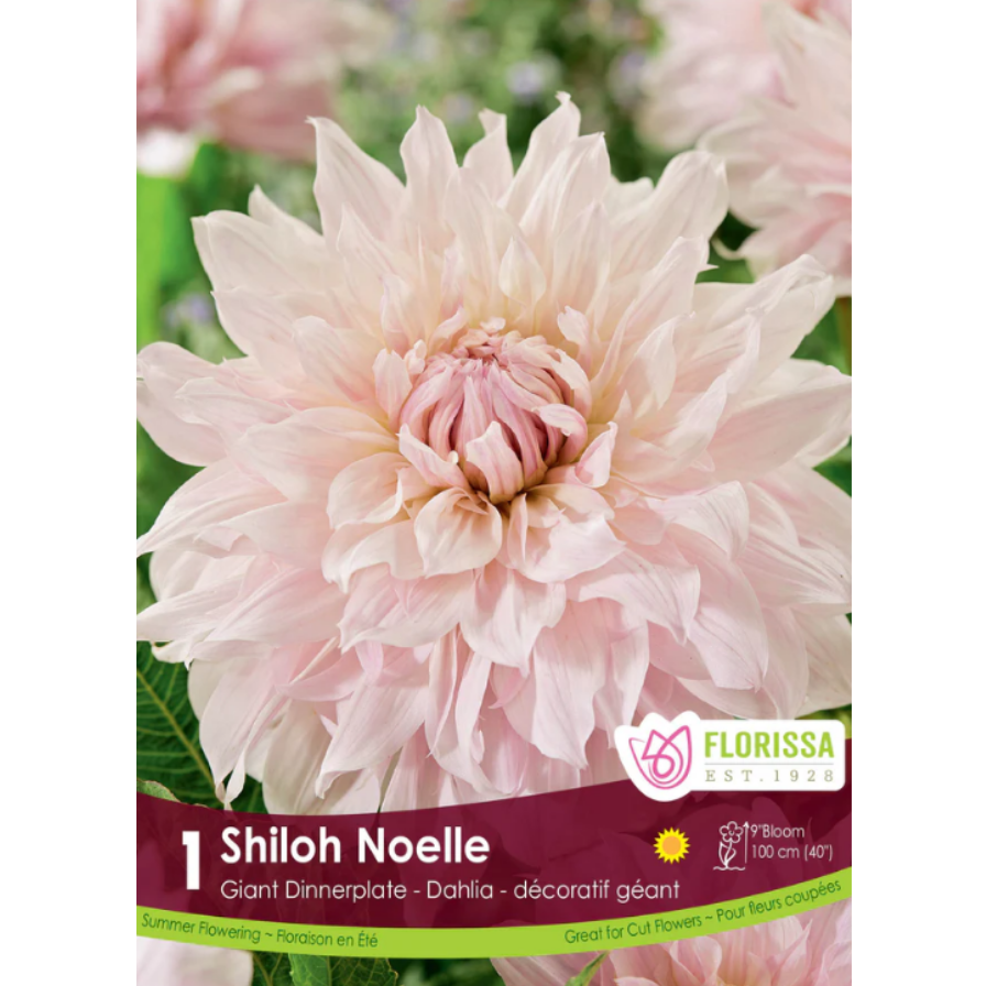 Bulbs Dahlia Dinnerplate Shiloh Noelle 1/Pkg.