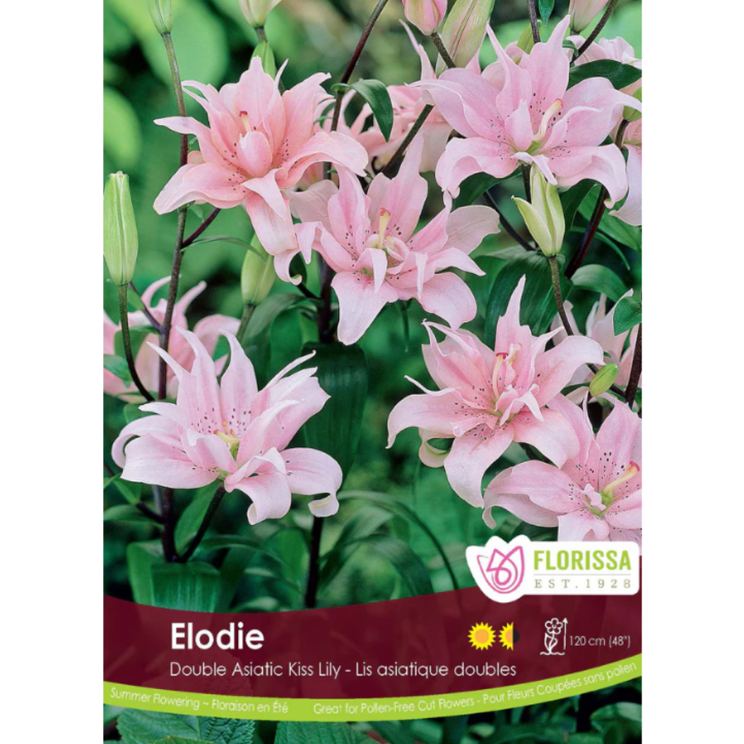 Bulbs Lily Elodie Asiatic 1/Pkg.