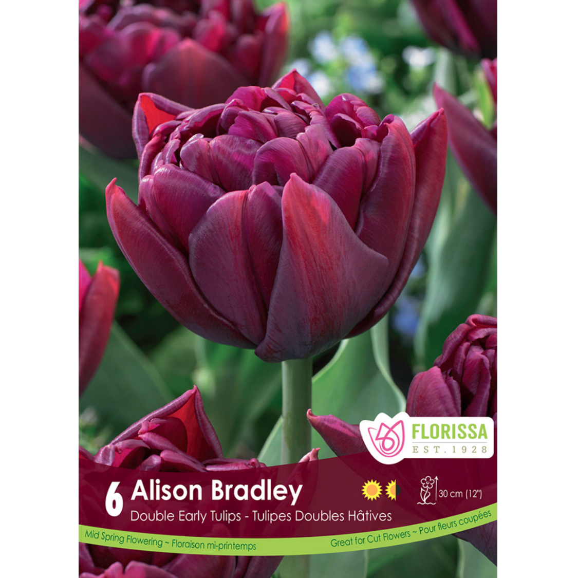 Tulip 'Alison Bradley' Double 6/Pkg.