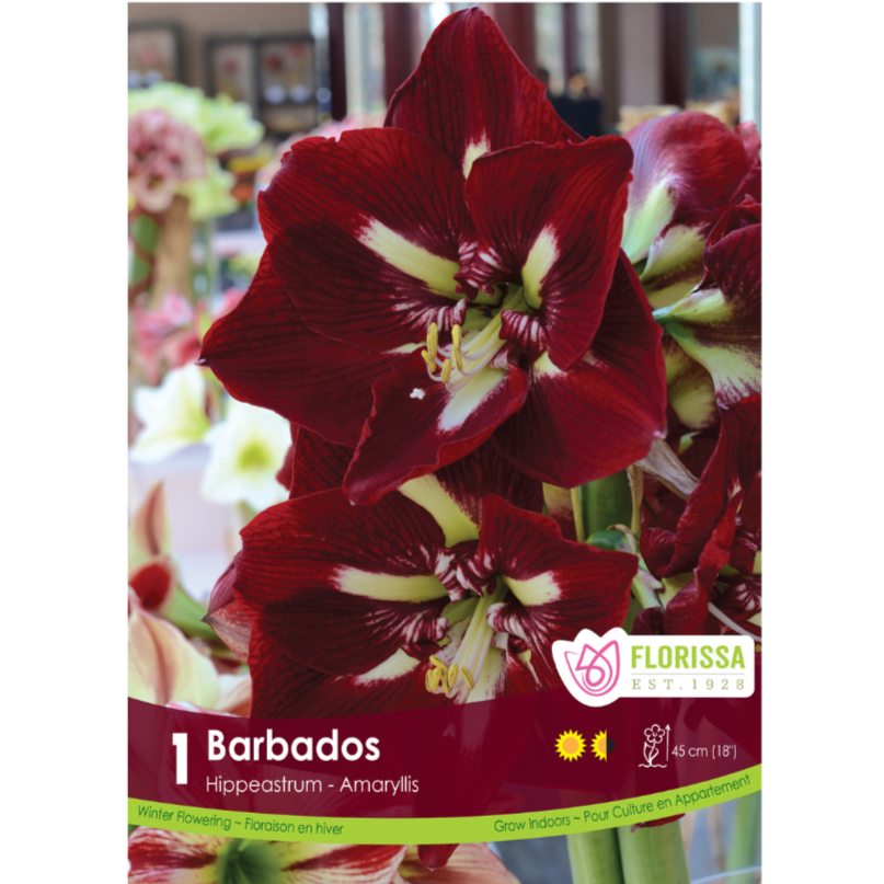 Amaryllis 'Barbados' 1/Pkg.