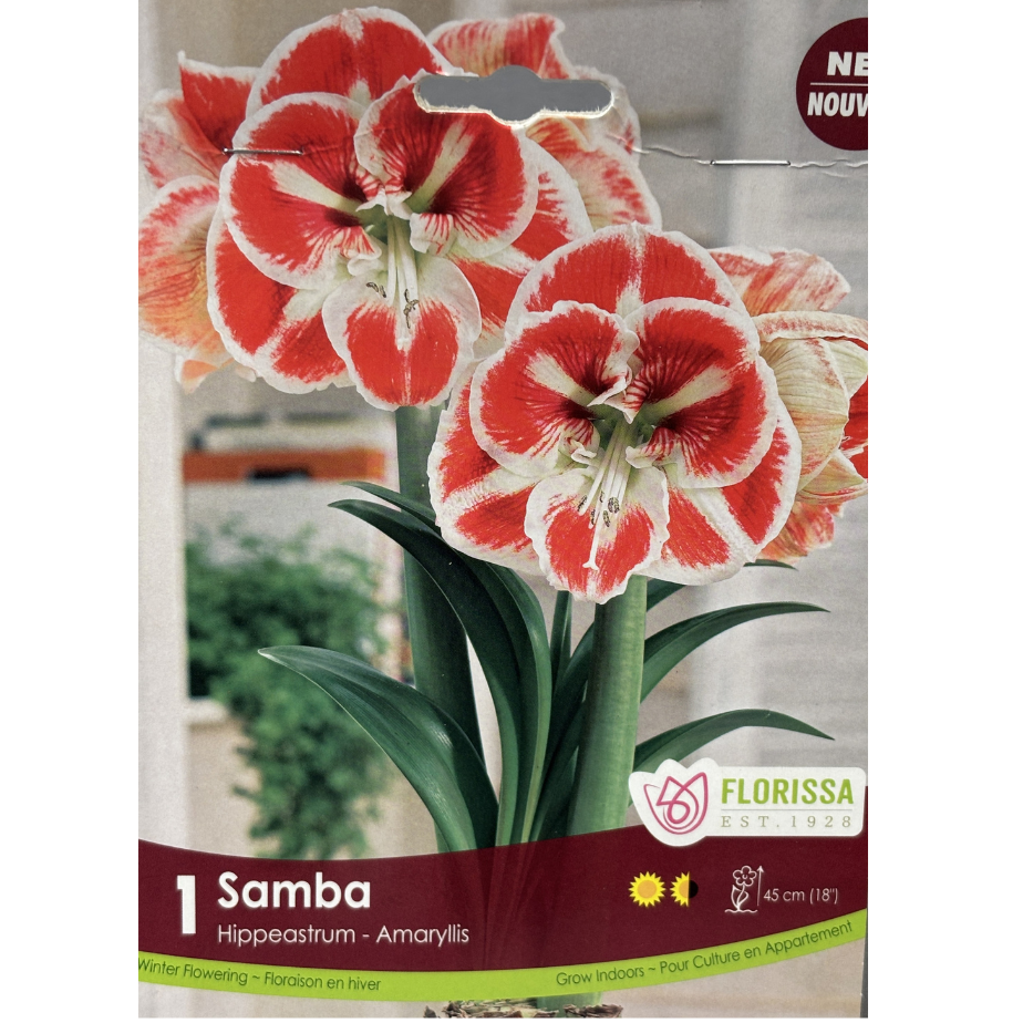 Amaryllis 'Samba' 1/Pkg.