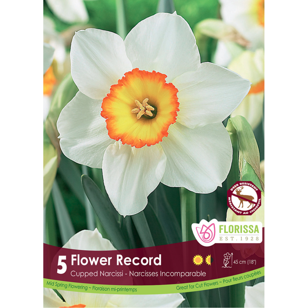 Narcissus 'Flower Record' 5/Pkg.