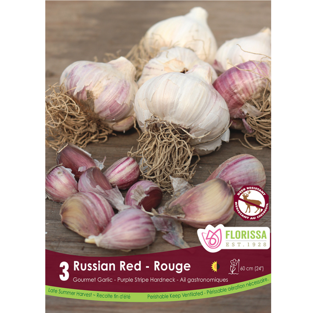 Garlic 'Russian Red' Purple Stripe Hardneck 3/Pkg.