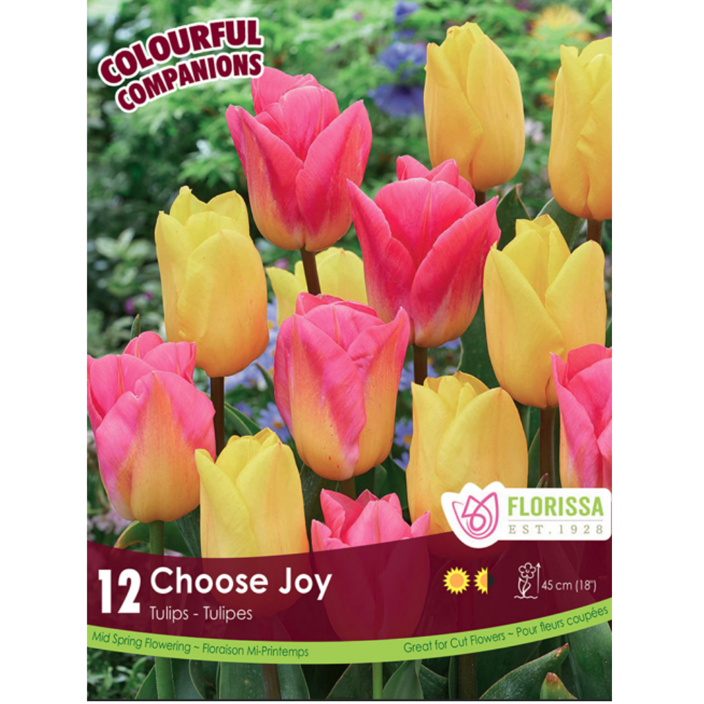 Colourful Companions Tulip 'Choose Joy' 12/Pkg.